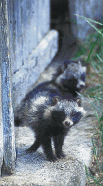 supikoira.gif