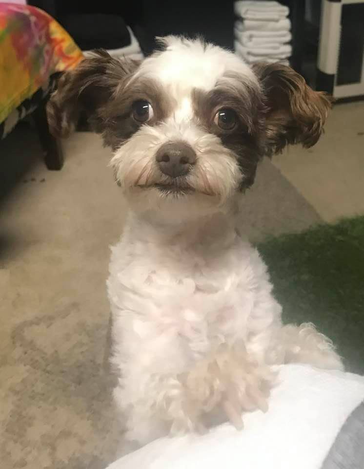 Handsome good boy!